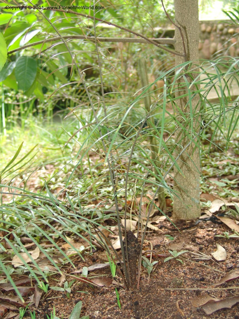 Zamia angustifolia--So.Africa. Lowveld Nat. Bot. Gard. 14 Mch 05. 441.jpg
