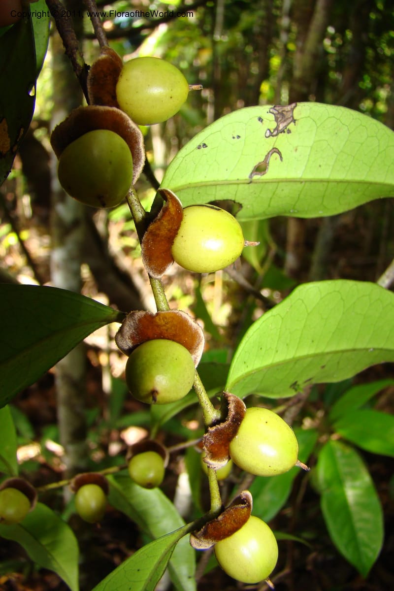 Diospyros, Phillipson 6113--Madagascar. Prov. Fianarantsoa. Manombo Nat. Park. 13 Jan 09. 011.jpg
