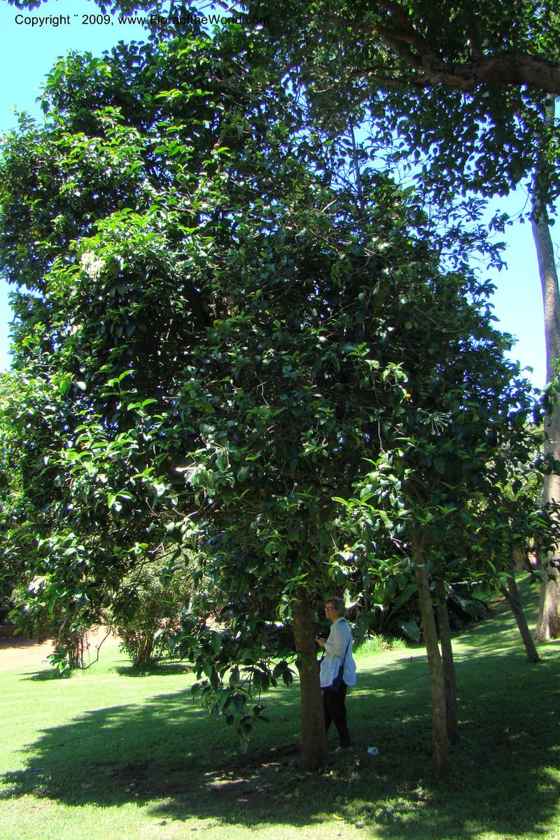 Posoqueria latifolia--South Africa. Durban Botanical Garden. 30 Jan 09. 100.jpg