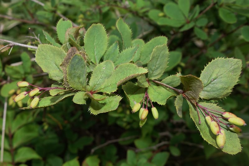 Berberis--Japan. Hokkaido. Teshio Exptl. For. 3 Aug 2016. DSC00757 (133).JPG