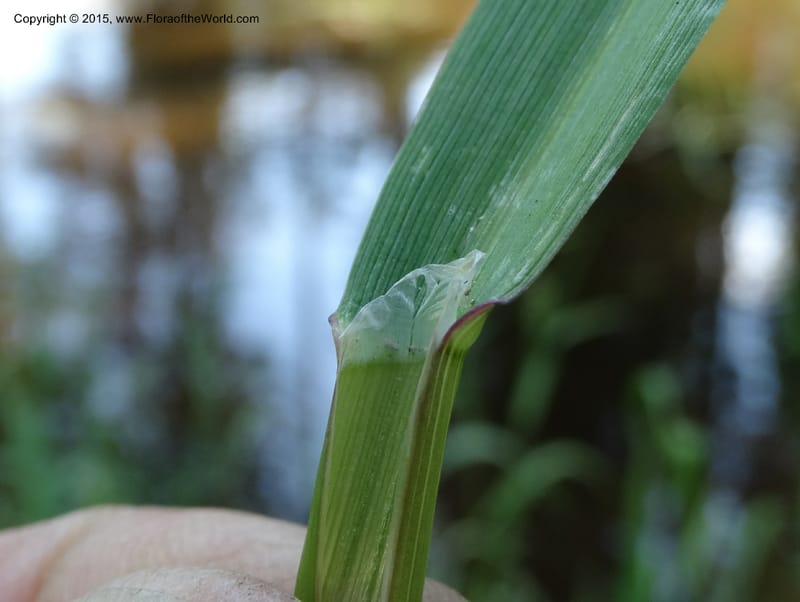Torreyochloa pallida var. pauciflora, Davidson, C 12609--Idaho. Valley Co. Payette Lake. Sylvan Cr. 20 Jul 2014. DSC00669 (54).JPG