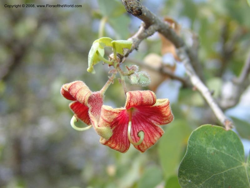 Sterculia rogersii--So.Africa. Mpumal. twd Steelpoort. 16 Mch 05. 034.jpg