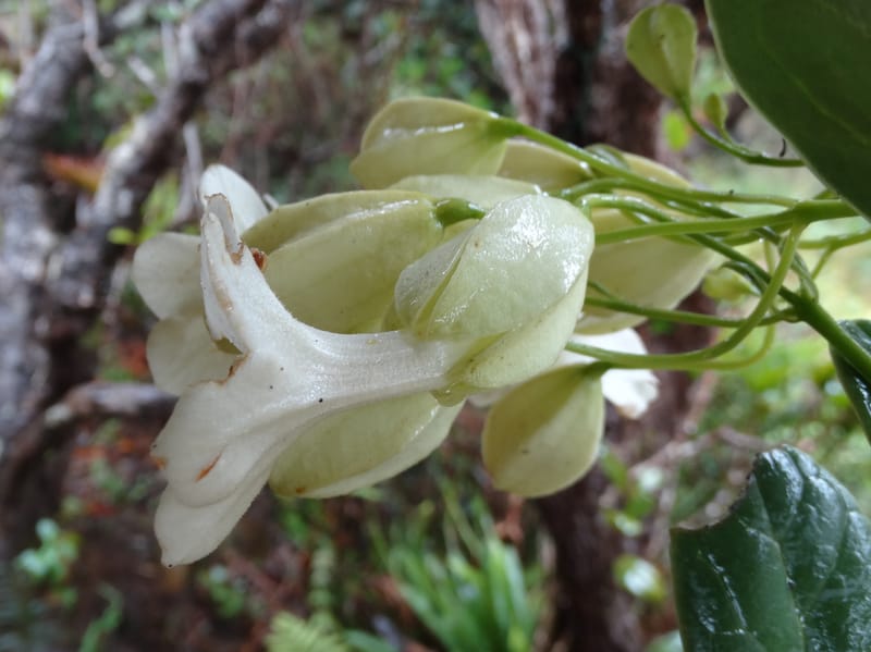 Oxera crassifolia, Munzinger, J 7429--New Caledonia. Mont Humboldt. 14 Nov 2015. DSC02401 (267).JPG