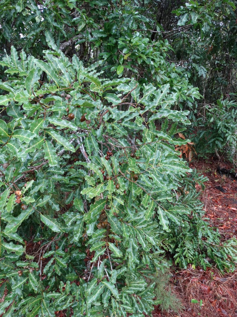 Lepidocupania globosa, Lowry, P 7404--New Caledonia. Creek Hervouet. 19 Nov 2015. DSC03817 (88).JPG