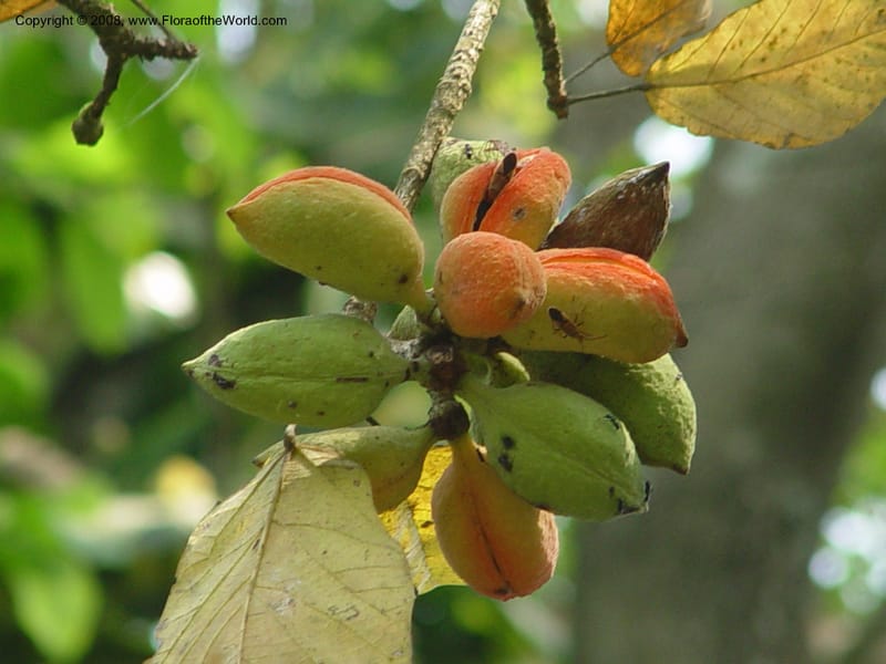 Sterculia tragacantha--Ghana. Aburi Botanic Garden. 11 Dec 03. 291.jpg