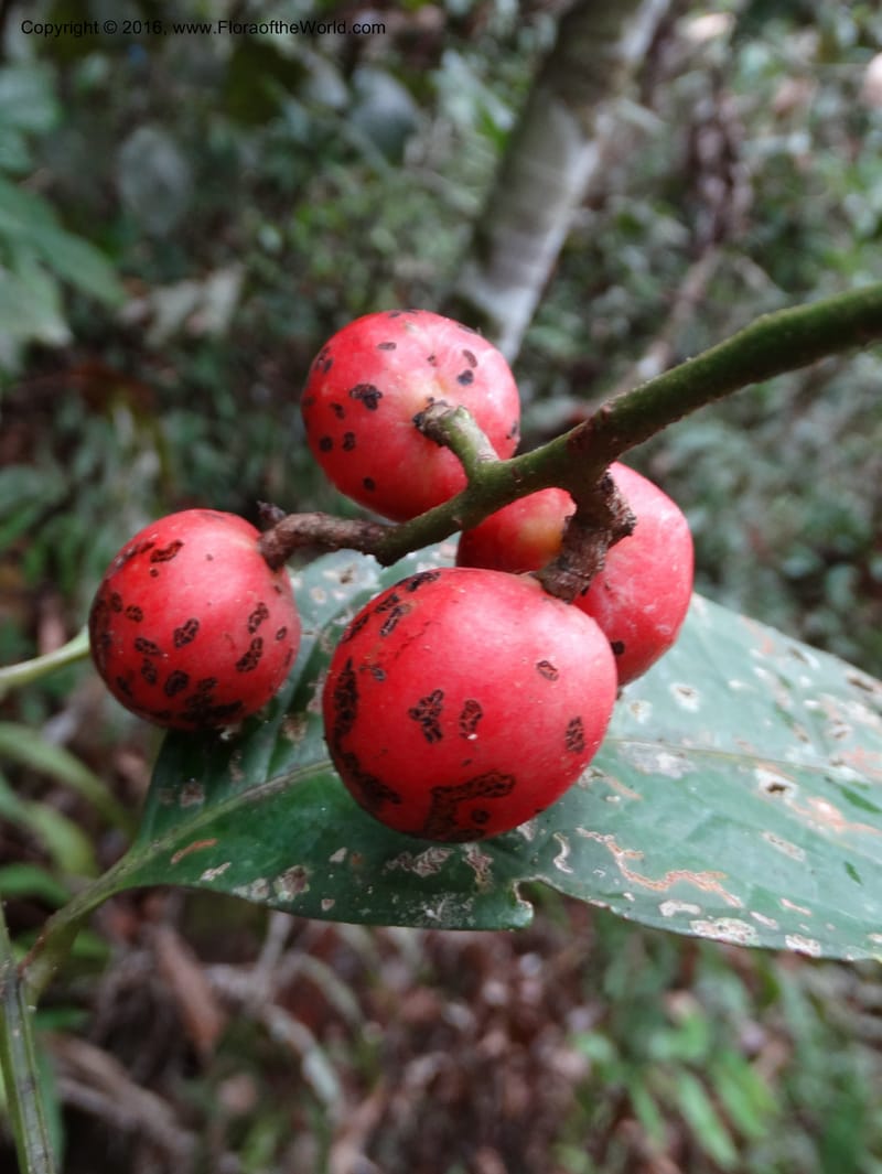 Meliosma, Davidson, C 12932--Sabah. Kinabalu Nat. Park. Nalumad Substesen. 29 Mar 2015. DSC01294 (133).JPG