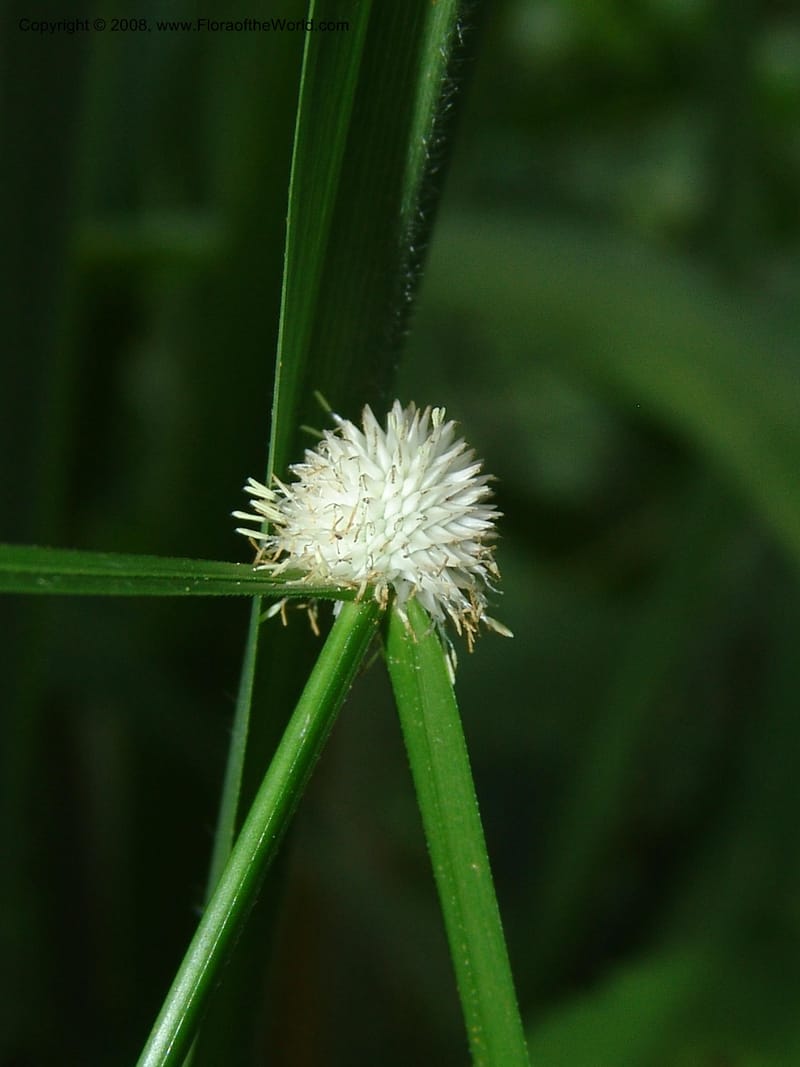 Cyperus, R.Gereua6842--Tanz. Mzelezi For. Res.  Mahenge-Sali. 15 Feb 06. 080.jpg
