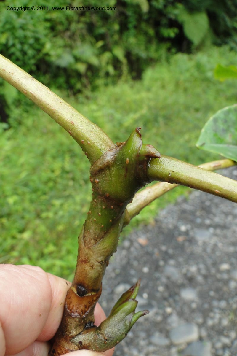 Schefflera vitiensis, M. Tuiwawa 4917--Fiji. Area of Monasavu Dam I. 9 Feb 2011. 201 (14).jpg
