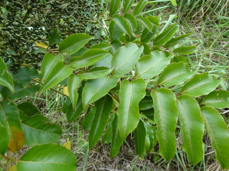 Polyscias joskei, Plunkett, G 3179--Fiji. Delaikoro Mtn. 3 Nov 2015. DSC08393 (152).JPG