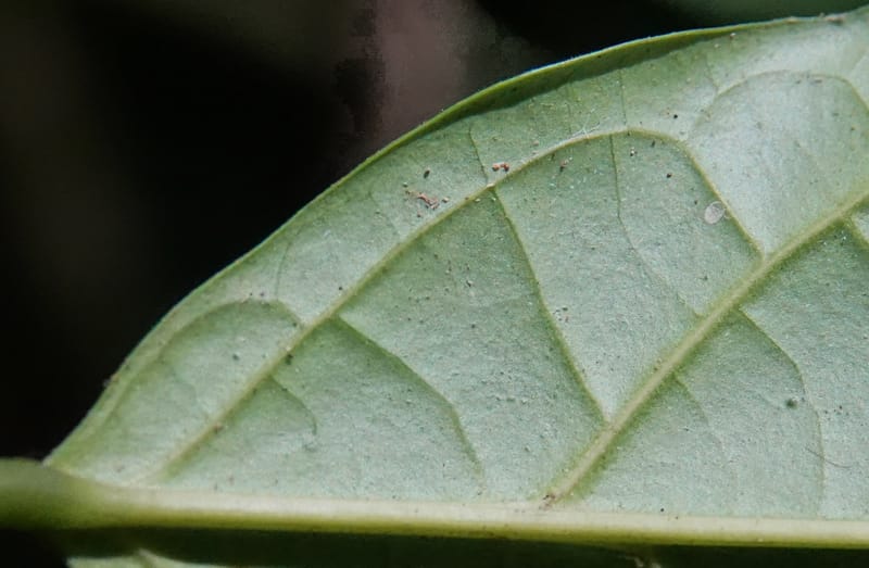 Thomandersia laurifolia, C. Davidson 13964--Gabon. Arb. Sibang. 5 Nov. 2018. DSC02235 (367).JPG