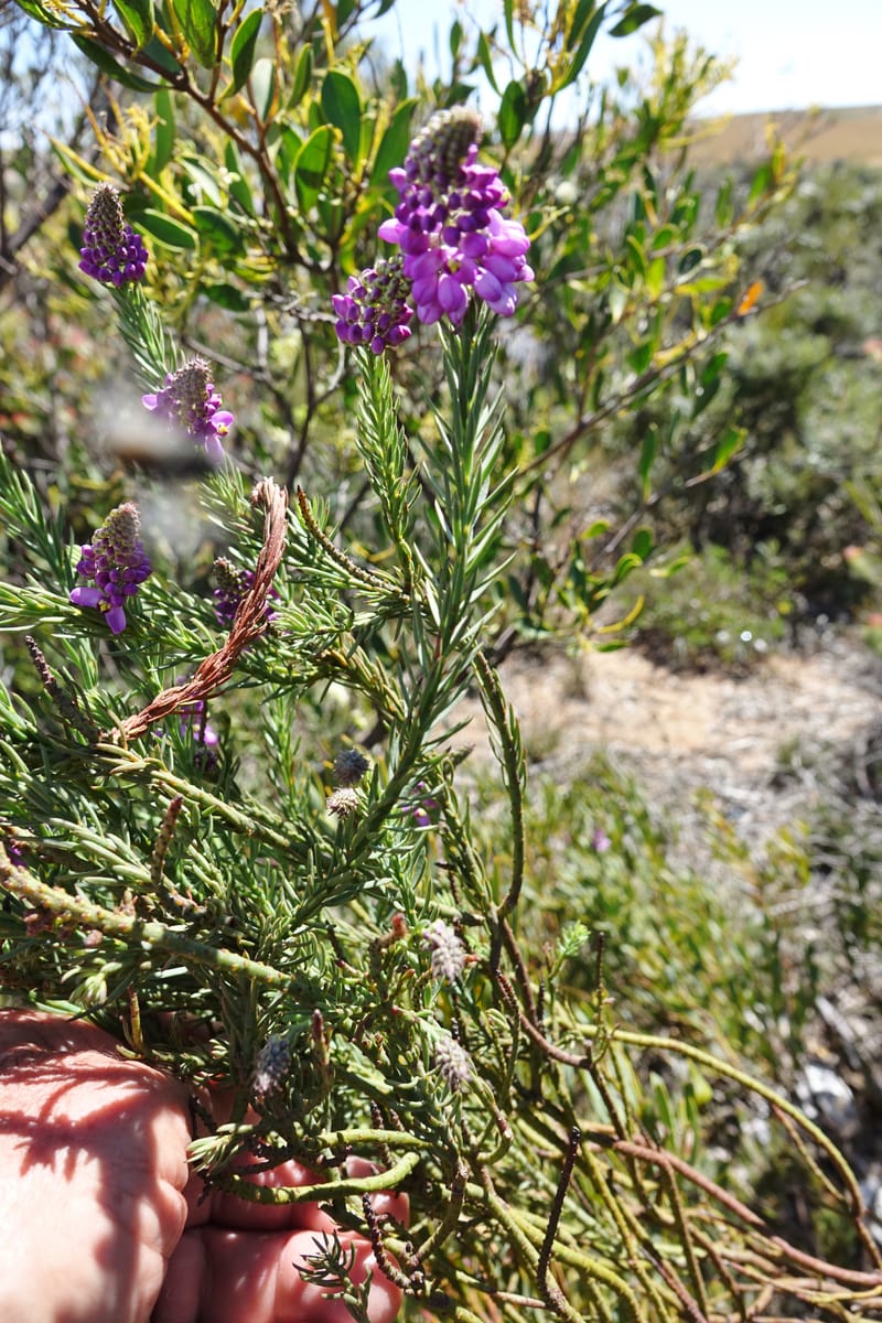 Comesperma, Davidson, C 13424--Australia. W.A. Green Head-Coorow Rd. Stop 2. 24 Oct 2016. DSC04873 (13).JPG