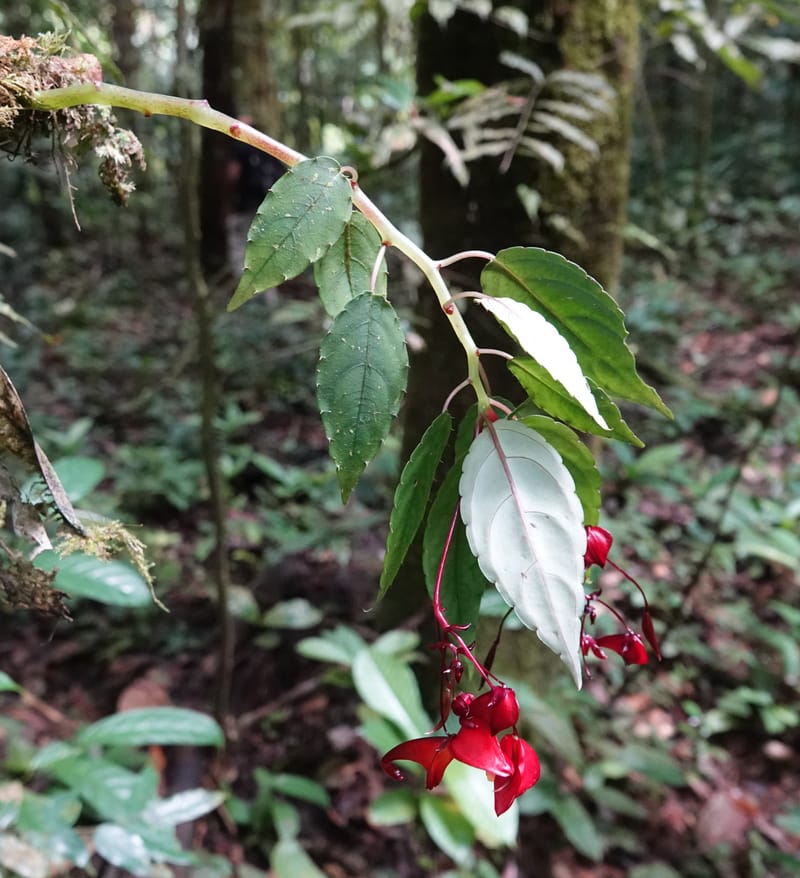 Impatiens, C. Davidson 13908--Gabon. M de C. Sent. Andok. 28 Oct 2018. DSC09339 (346).JPG