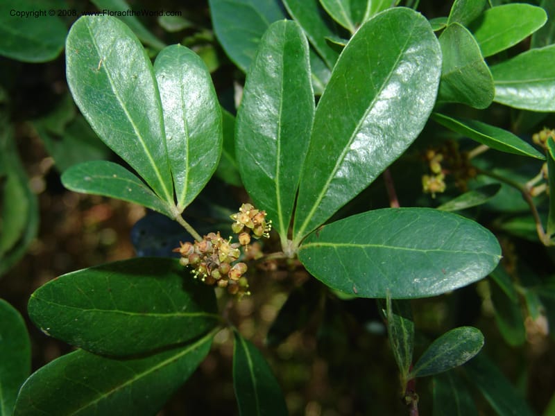 Rhoicissus digitata--So.Africa. E. Cape. Maitland Nat.Res. 5 Mch 05. 043.jpg