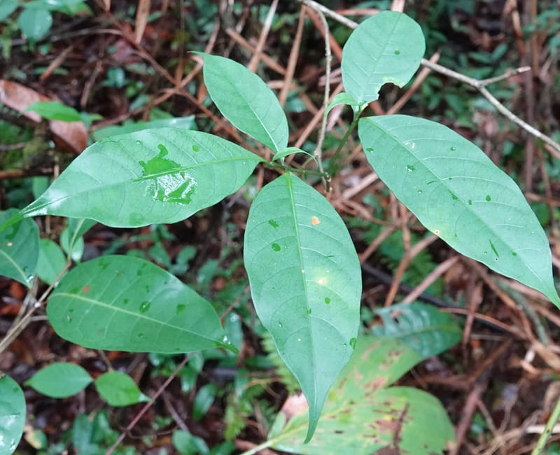 Tabernanthe iboga, C. Davidson 13949--Gabon. Mondah. Arb Raponda Walker. 4 Nov 2018. DSC01949 (64).JPG