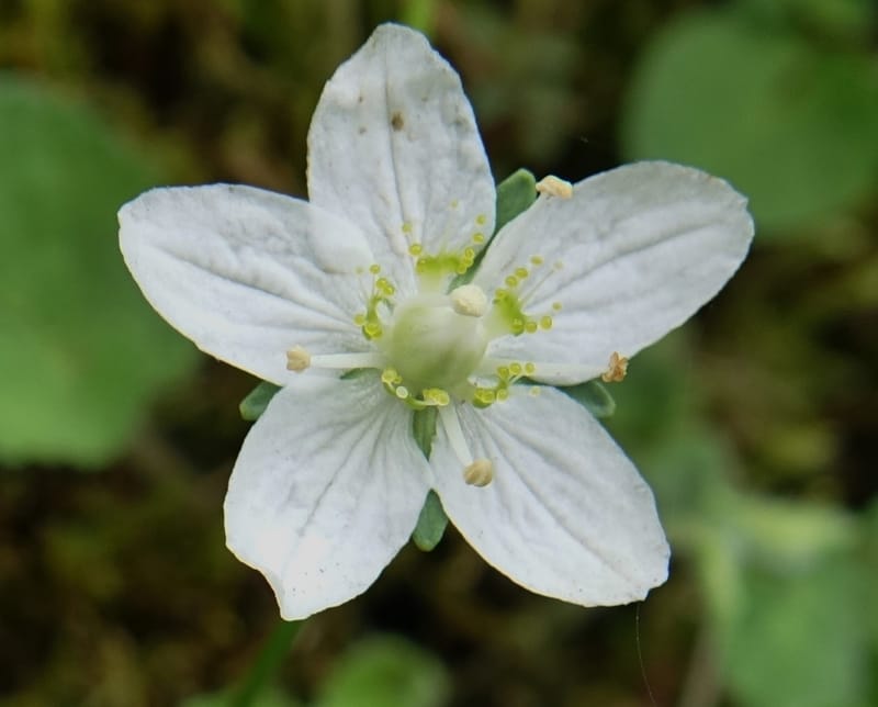 Parnassia palustris, Tseng Yu-Hsin 1316--Taiwan. SW of Nanshan on highway 7. 20 May 2016. DSC03339 (14).JPG