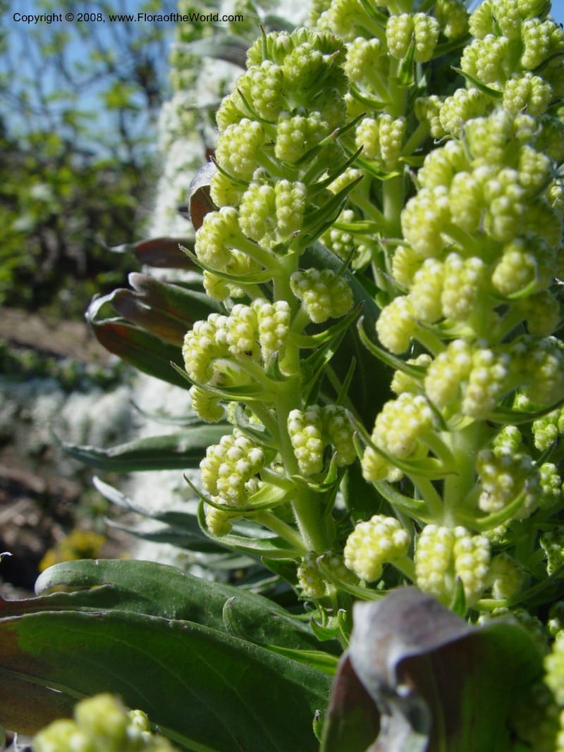 Echium simplex--Spain. Barcelona Botanic Garden. 21 Apr 04. 180.jpg