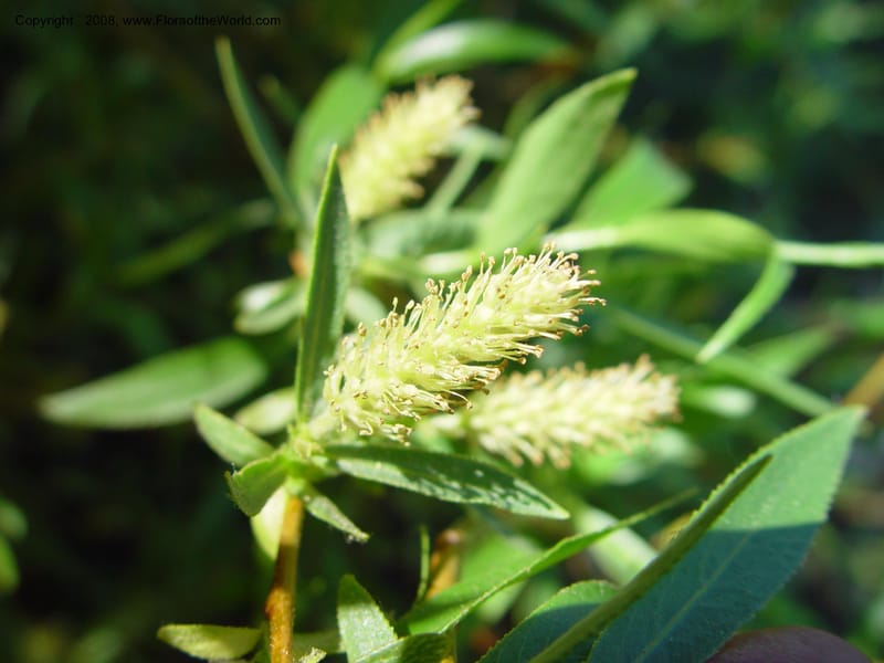 Salix lasiandra, CDavidson10990--ID. Valley Co. Payette Lake. 12 Jun 03. 036.jpg