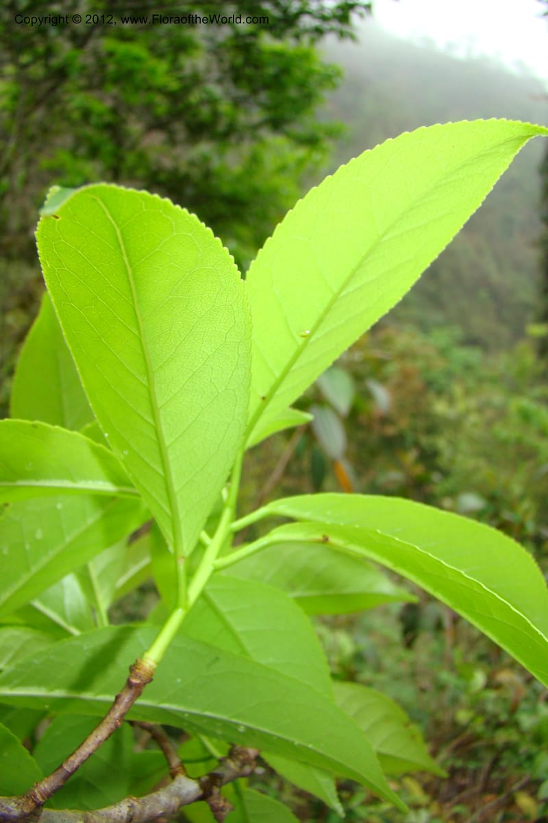 Altingia siamensis, Regalado 1662--Viet Nam. Hoang Lien Son. 7 Apr 09. 129 (10).jpg