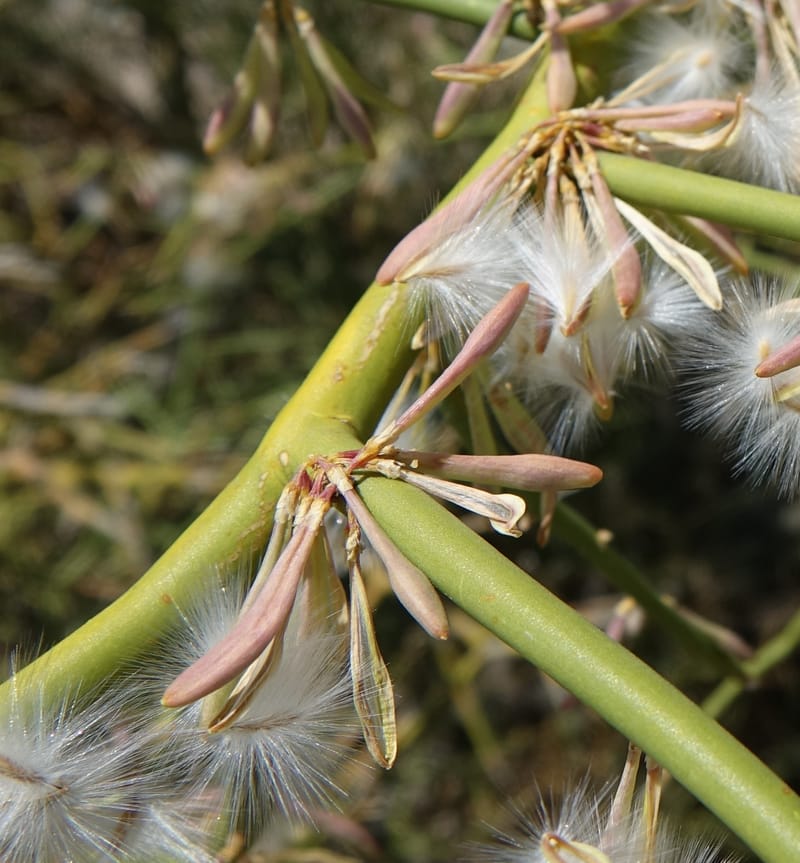 Bredemeyera colletioides, Fortunato 13068--Argentina. Hwy 60, rocky river channel. 3 Feb 2018. DSC08172 (41).JPG