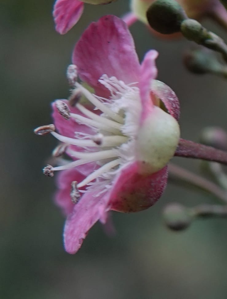 Delavaya toxocarpa, D. Boufford 44087--China. Yunnan. Xinshao Village. 28 Apr 2018. DSC00001 (52).JPG