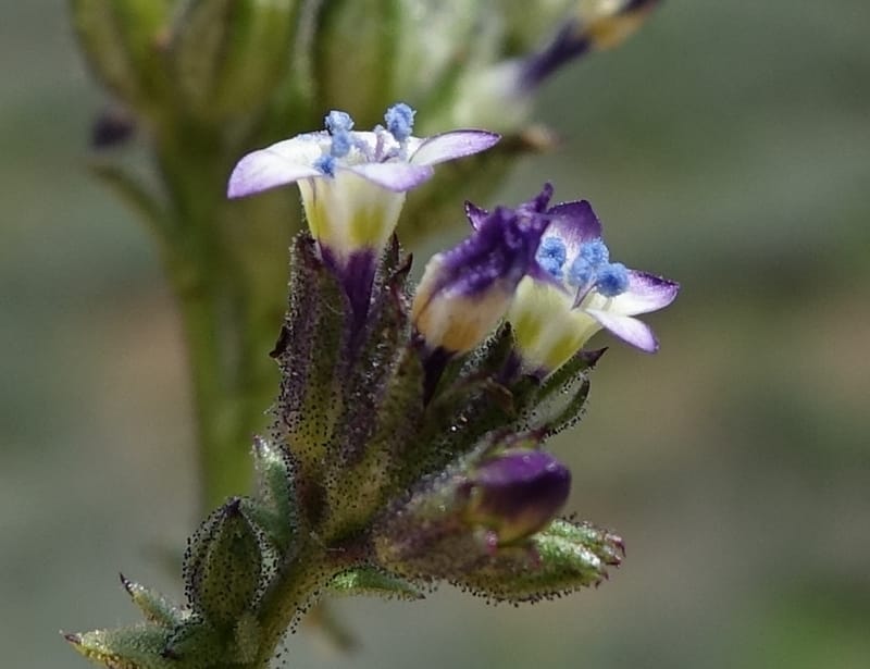 Gilia brecciarum, C. Davidson 13565--ID. Blaine Co. Rock Creek Preserve. TNC. 14 May 2017. DSC00477 (112).JPG
