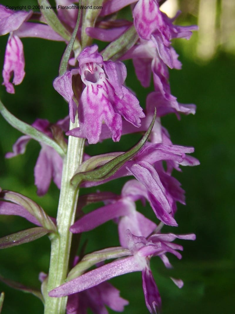 Dactylorhiza euxina--Georgia. Borjomi-Kharagauli Nat. Pk. 8  Jun 05. 124.jpg