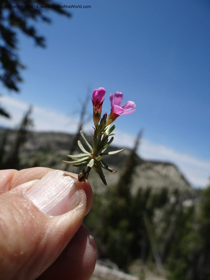Douglasia, Davidson, C 12194--ID. Boise Co. Scott Mtn. Lookout Road. 18 Jun 2013. DSC06609 (80).JPG