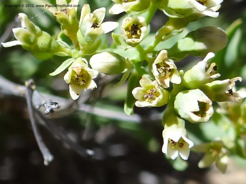 Comandra umbellata, Davidson, C 11942--AZ. Yavapai Co. Crown King Rd. 7 May 2012. DSC0894 1 (97).JPG