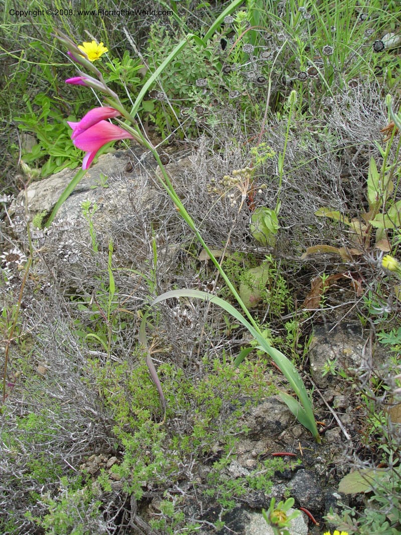 Gladiolus illyricus--Spain. Almeria Prv. Cabo de Gata. Playa de Playazo. 16 Apr 04. 179.jpg