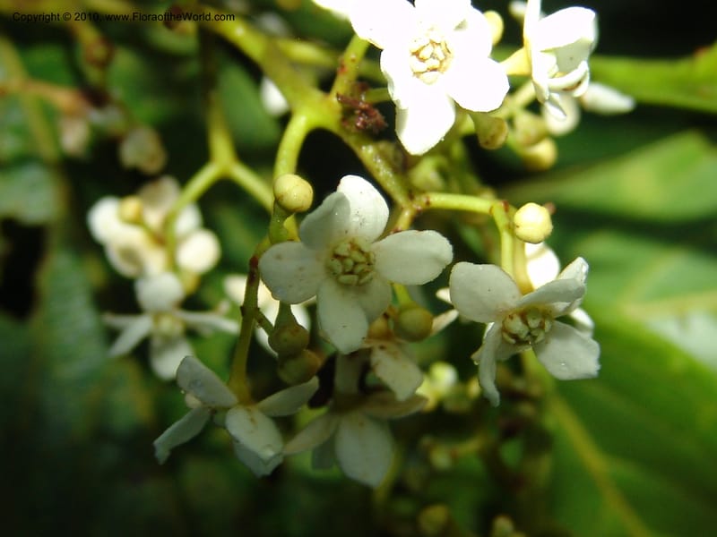Nectandra, Croat 95965--Ecuador. Edo. Pichincha. Bosque Nublado Sta. Lucia. 14 Mar 06. 005 (5).jpg