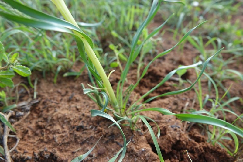 Pancratium tenuifolium, L. Nanyeni 1257--Namibia. Hwy D1471, S of Eningu Farm. 28 Mar 2018. DSC03969 (8).JPG
