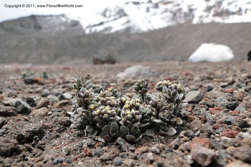 Draba obovata, Ulloa 2071--Ecuador. Chimborazo. El Primer Refugio. 5 Jun 2011. 136 (7).jpg