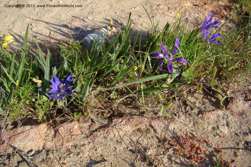 Babiana sambucina ssp. longibracteata, C. Davidson 11555--South Africa. Northern Cape. Papkuilsfontein. 25 Aug 09. 076 (1).jpg