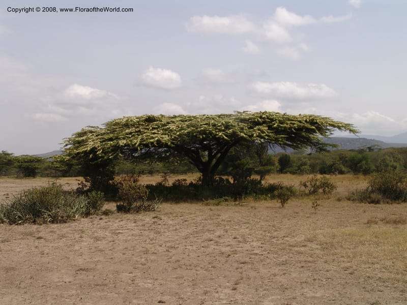 Acacia--Kenya. Gilgil on Hwy A1. 10 Jul 04. 095.jpg
