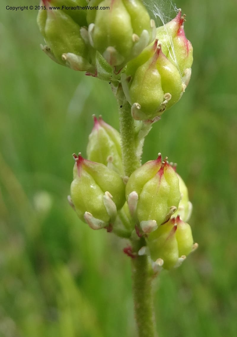 Triantha glutinosa ssp. montana, Davidson, C , 12615--ID. Valley Co. Squaw Meadows. 21 Jul 2014. DSC01022 (2).JPG