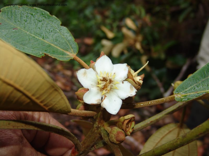 Blakea, DNeill15917--Ecuador. Prv. Zam. Ch. C del Condor. Wawaime plot. 22 Sep 07. 432.jpg