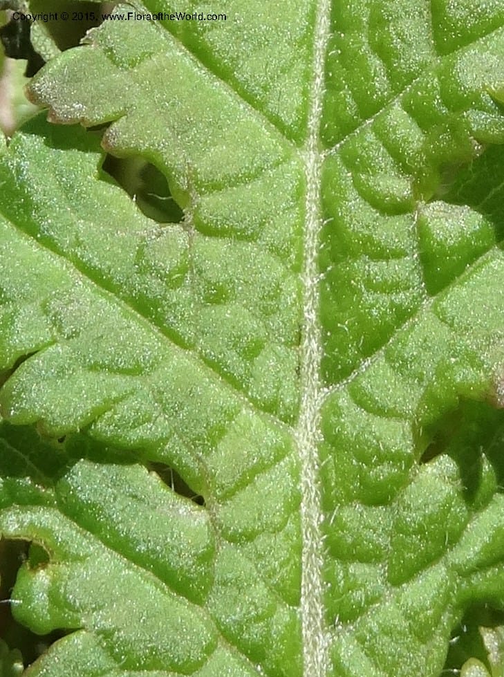 Pedicularis canadensis, Davidson, C 12963--North Carolina. Trans. Co. NC 215 and BRP. 12 May 2015. DSC04292 (74).JPG