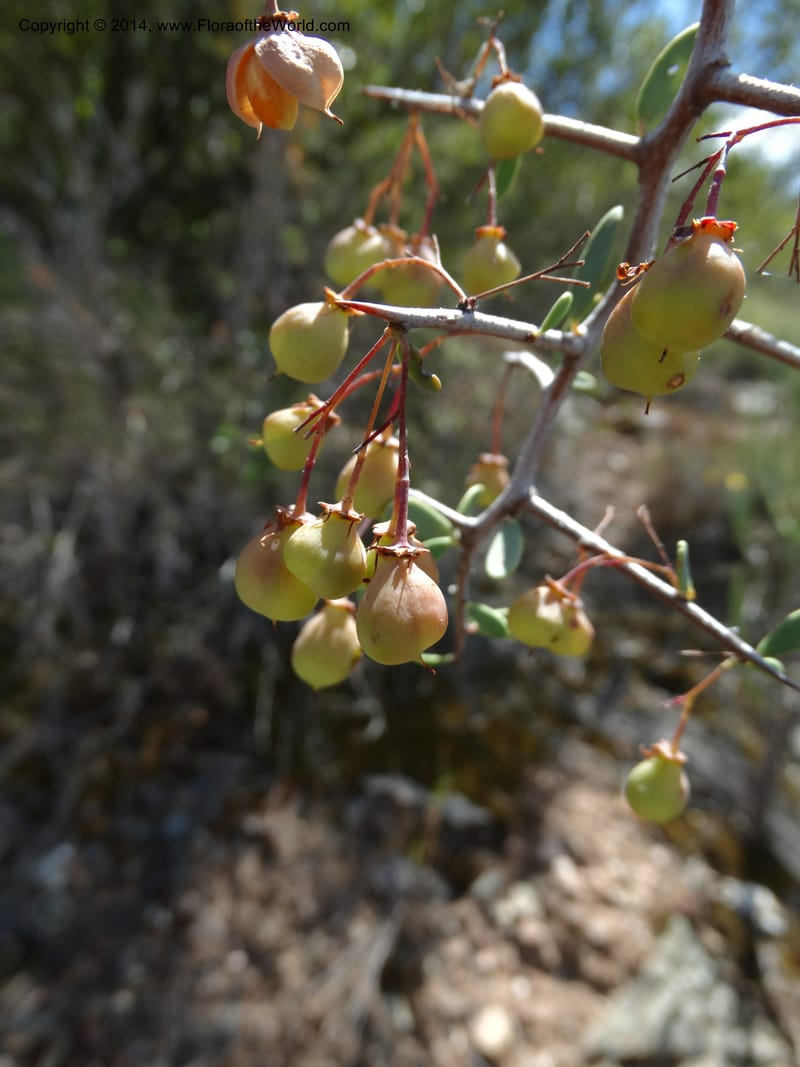 Putterlickia pyracantha, Davidson, C 12273--South Africa. Western Cape. S of Oudtschoorn. 20 Jan 2014. DSC00850 (28).JPG
