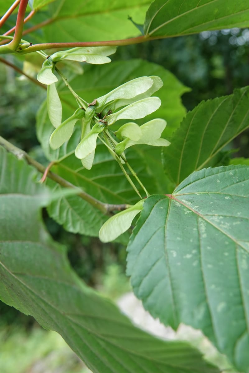 Acer davidii subsp. davidii, D. Boufford 44106--China. Yunnan. Lao jun Shan. 30 Apr 2018. DSC00424 (407).JPG