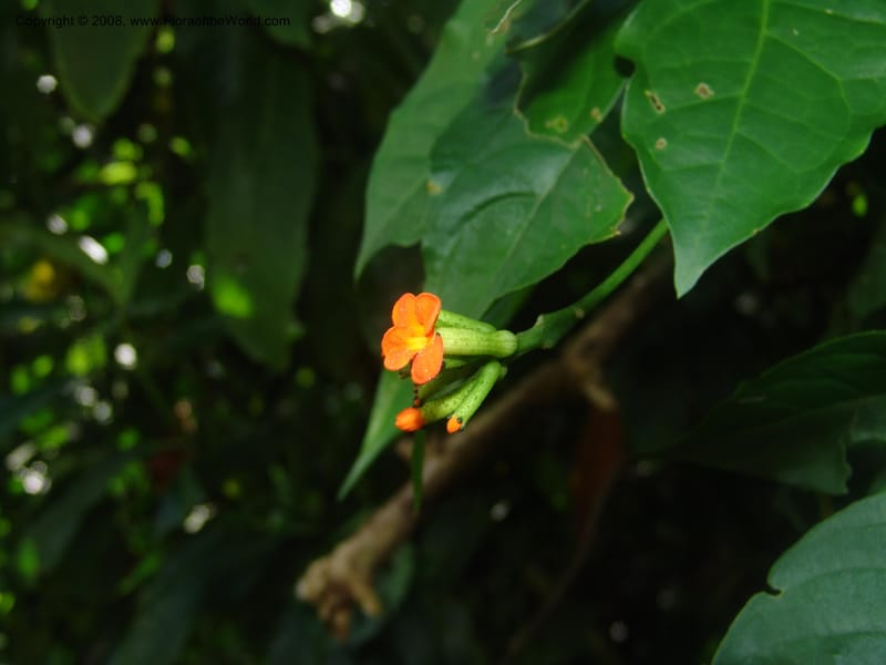 Psiguria warscewiczii--Costa Rica. Prov. Limon. La Selva Biol. Sta. 5 Nov 05. 195.jpg