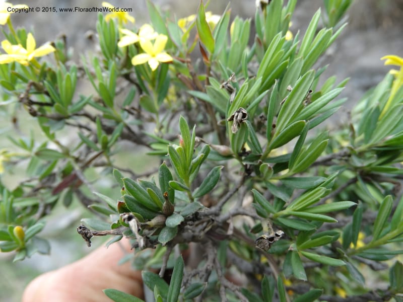Wikstroemia, Boufford, D 43598--China. Sichuan. Yonghe Village. 6 May 2014. DSC04110 (48).JPG