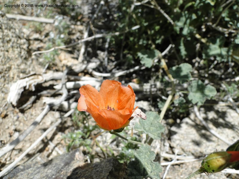Sphaeralcea ambigua var. rosacea, C. Davidson 11661--California. Riverside Co. 1 April 2010. 234 (2).jpg