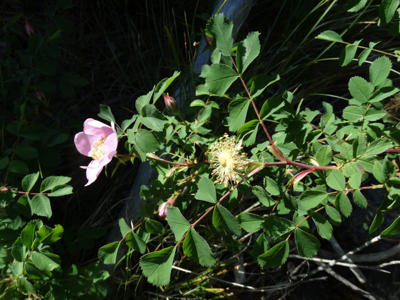 Rosa nutkana, Davidson, C 12515--Idaho. Valley Co. Payette Lake, Sylvan Beach. 18 Jun 2014. DSC09162 (21).JPG