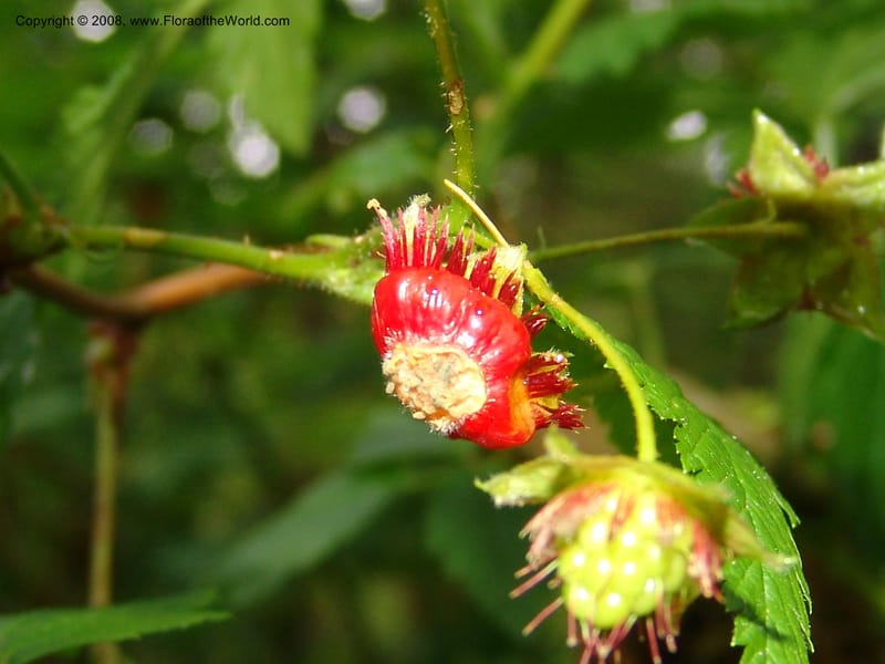 Rubus spectabilis--WA. Grays Harbor Co. Quinault Rain For, Lake Quinault. 15 Jun 06 206.jpg