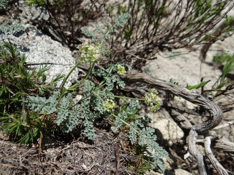 Cymopterus glaucus, Davidson, C 12196--ID. Boise Co. Scott Mtn. Lookout Road. 18 Jun 2013. DSC06609 (132).JPG