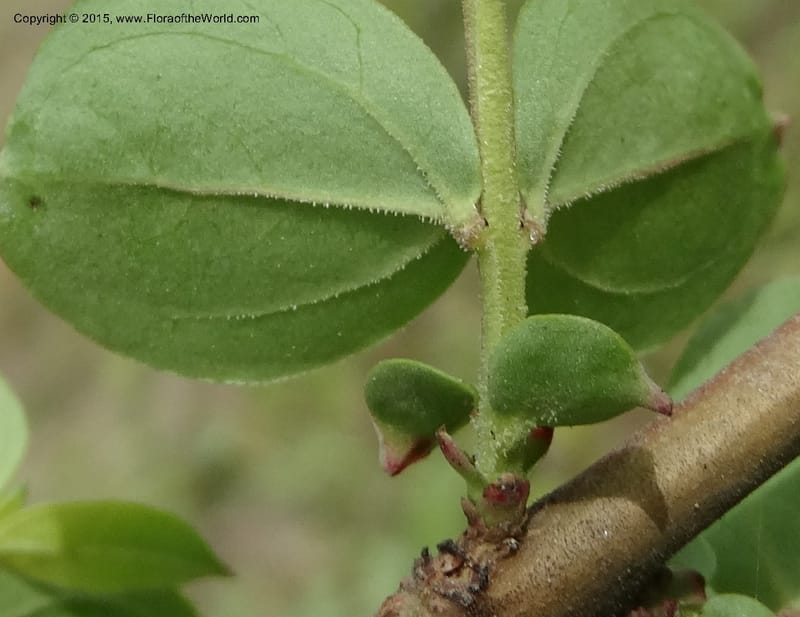 Coriaria nepalensis, Boufford, D 43590--China. Sichuan. Tudiling Tunnel. 6 May 2014. DSC03860 (108).JPG