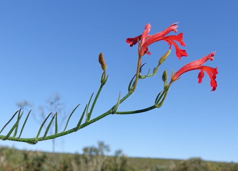 Leschenaultia hirsuta, Davidson, C 13418--Australia. W.A. Tootbardie Rd.-Coorow Rd. 23 Oct 2016. DSC04758 (32).JPG