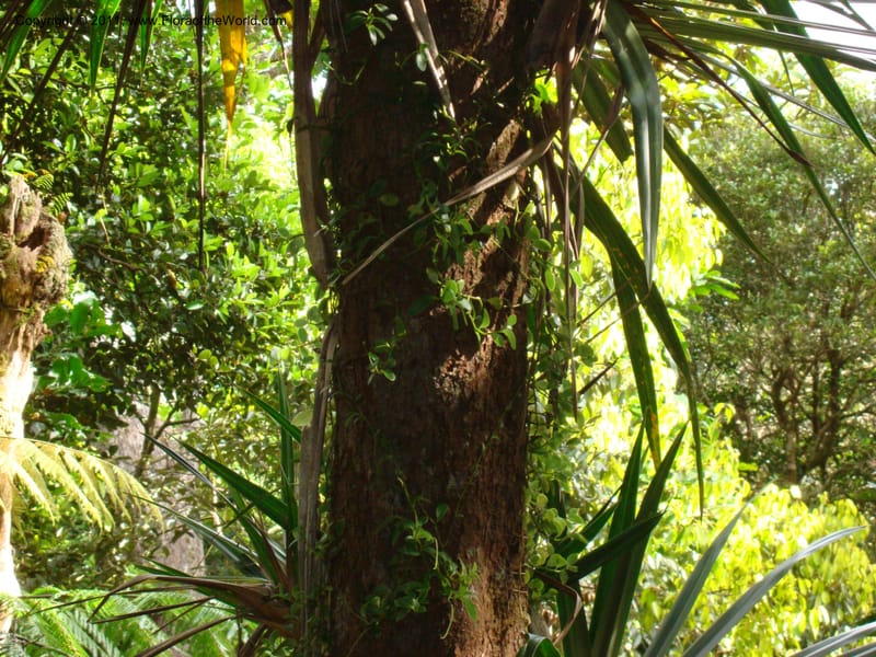 Peperomia, Munzinger, J 4870--New Caledonia, Dogny, 19 Nov 2007, 59 (11).jpg