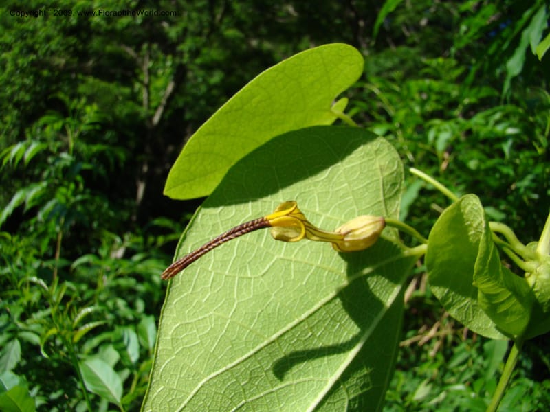 Aristolochia, WDStevens27310--Nicaragua. N.Segov. S of Ocotal, on Pan Am Hwy. 18 Jun 08. 005.jpg