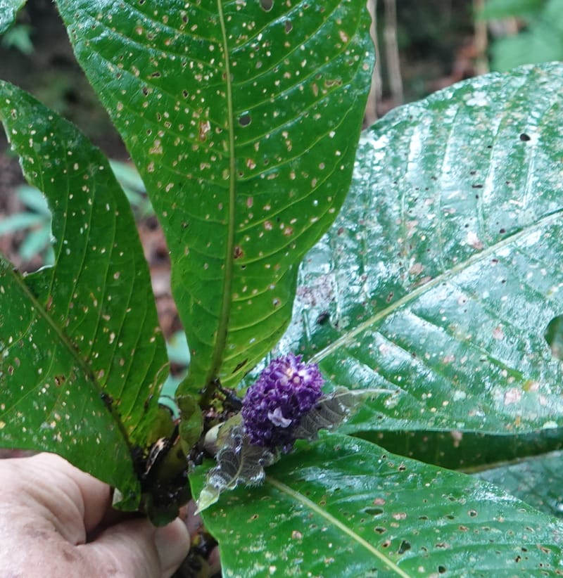 Trichostachys longifolia, C. Davidson 14076--Gabon. Raponda-Wallker. 28 Oct 2019. DSC02420 (93).JPG